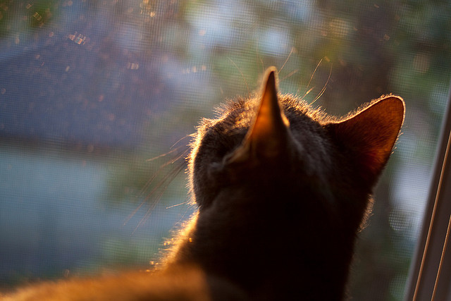篮下区域谁是绝对统治者,篮球比赛中蓝下区域联防的基本队形有