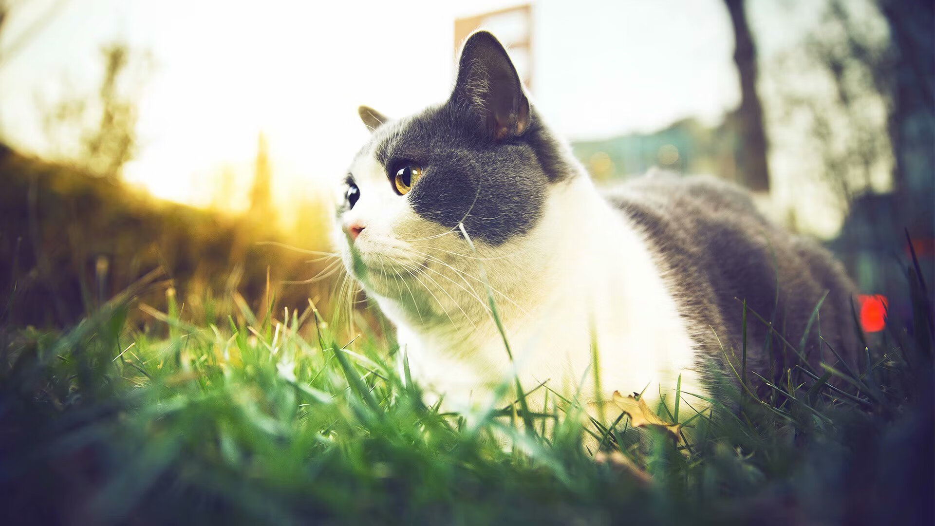 联盟中哪些球队节奏最不稳定,联盟最强球员排名