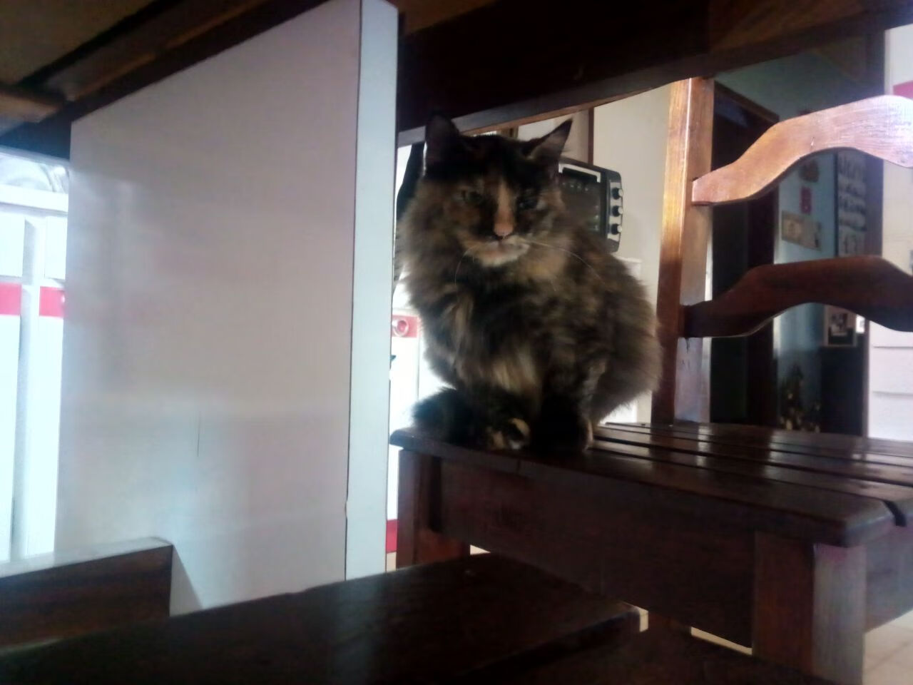 凯瑟琳·伯科夫50米仰泳决赛技术动作解析,仰泳50米世界纪录保持者