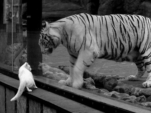 外援在比赛中展现领导力帮助队友协调站位与防线沟通，球队外援