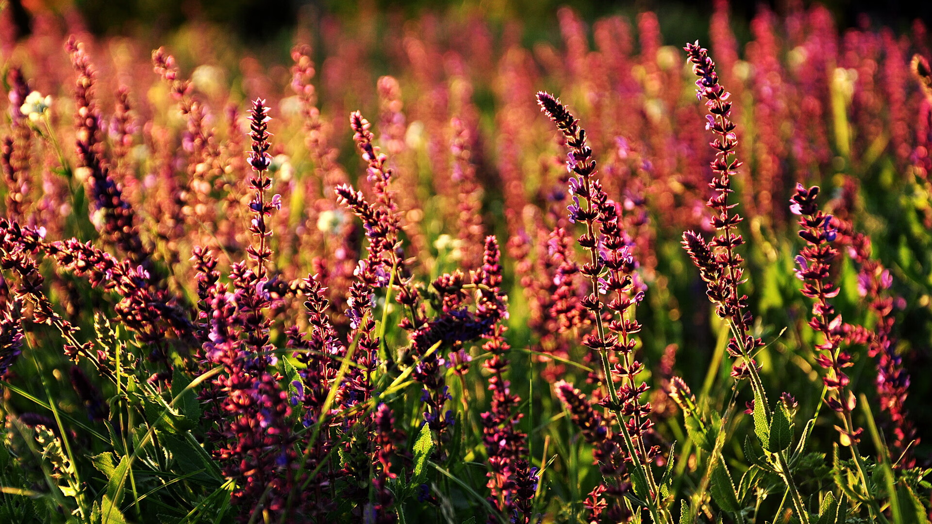 开云体育在线下载-水球荷兰女队展现大赛气质，女子水球决赛荷兰